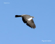Pigeon ramier_0297.jpg